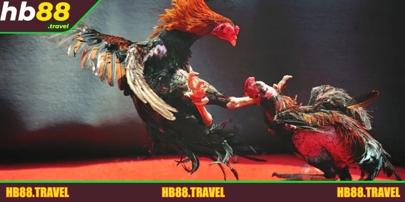 Bí kíp hay luôn là điều kiện giúp hội viên dễ dàng thắng lớn