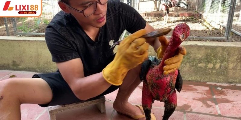 Áp dụng đúng kỹ thuật nuôi gà nòi đá từ giai đoạn đầu