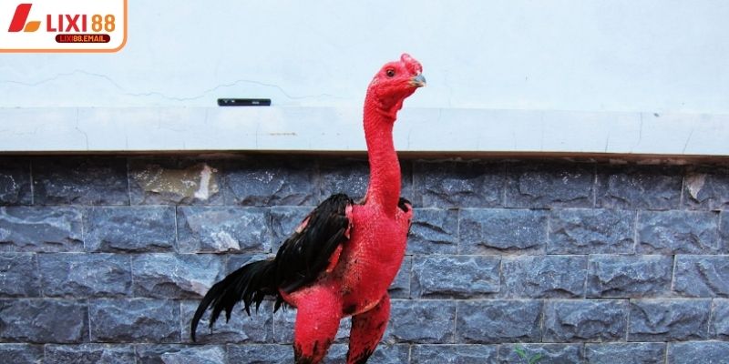 Điều chỉnh khẩu phần theo kỹ thuật nuôi gà nòi đá chuẩn