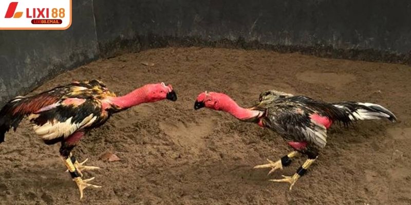 Hồi phục tốt hơn nhờ kỹ thuật nuôi gà nòi đá đúng cách