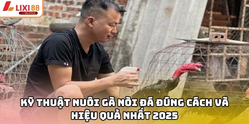 Kỹ Thuật Nuôi Gà Nòi Đá Đúng Cách Và Hiệu Quả Nhất 2025